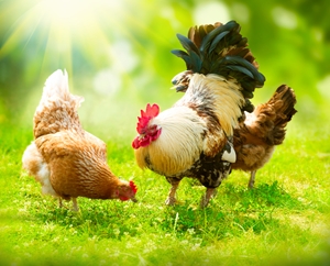 Learn how you can reinvent the roast chicken with Turbofan commercial kitchen equipment.